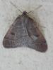 Theria primaria